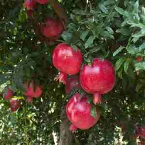 Pomegranate Tree