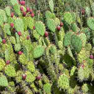 Prickly Pear Cactus plant