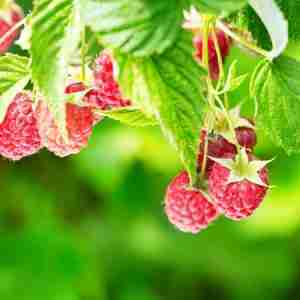 Red Raspberry plant