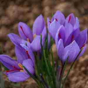 Saffron flowers