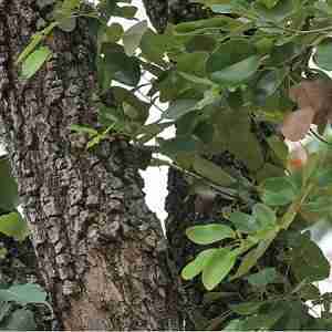 Sandalwood Tree