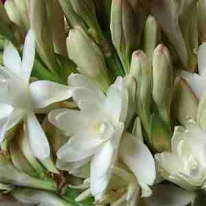 Tuberose (Polianthes Tuberosa)