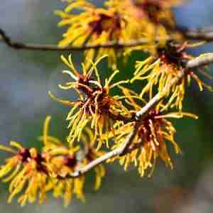 Witch Hazel plant