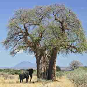 Baobab Tree