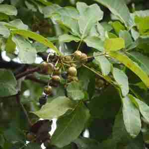 Kusum Tree
