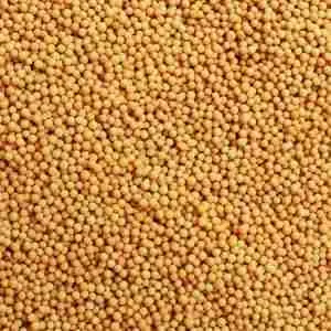 Yellow Mustard Seed